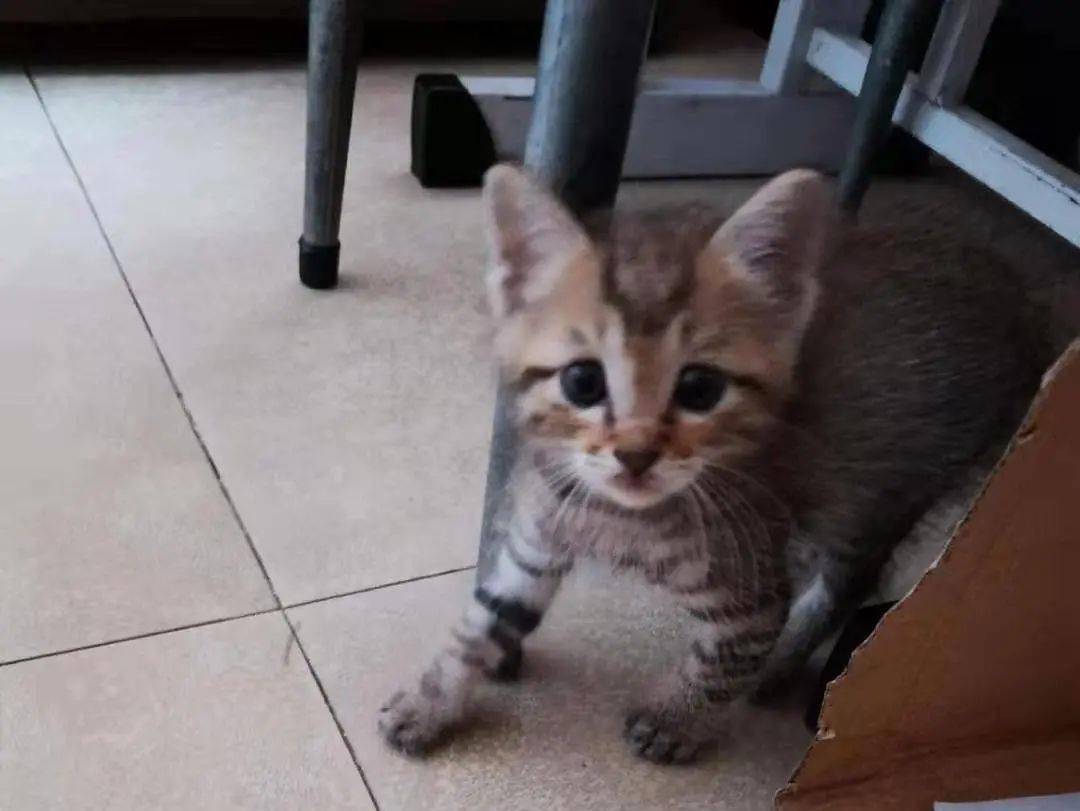 贵阳免费领养猫咪的最新动态与资讯