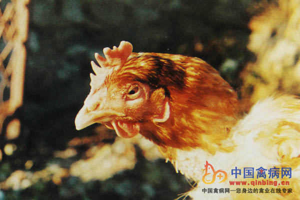 鸡蛋价格与禽病网的深度解析