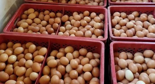 今日上海鸡蛋价格行情——励志成长与蜕变故事分享