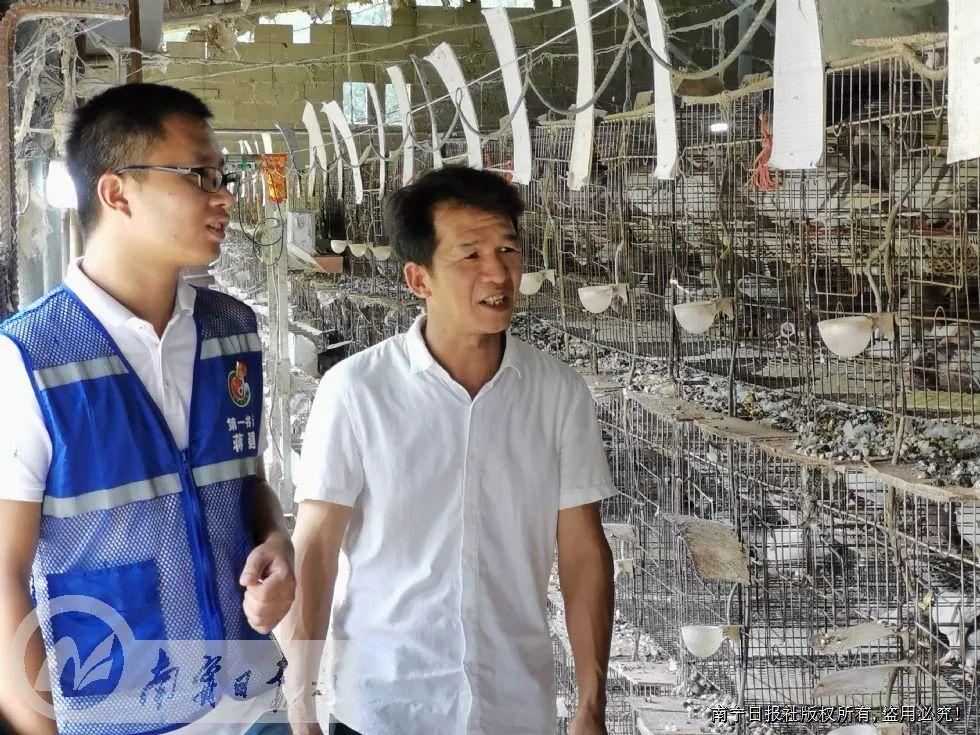 肉鸽养殖行情,肉鸽养殖行情——科技引领未来，肉鸽养殖展现新行情