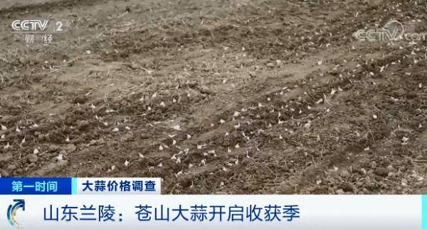 芦柞大蒜最新价格行情🌱