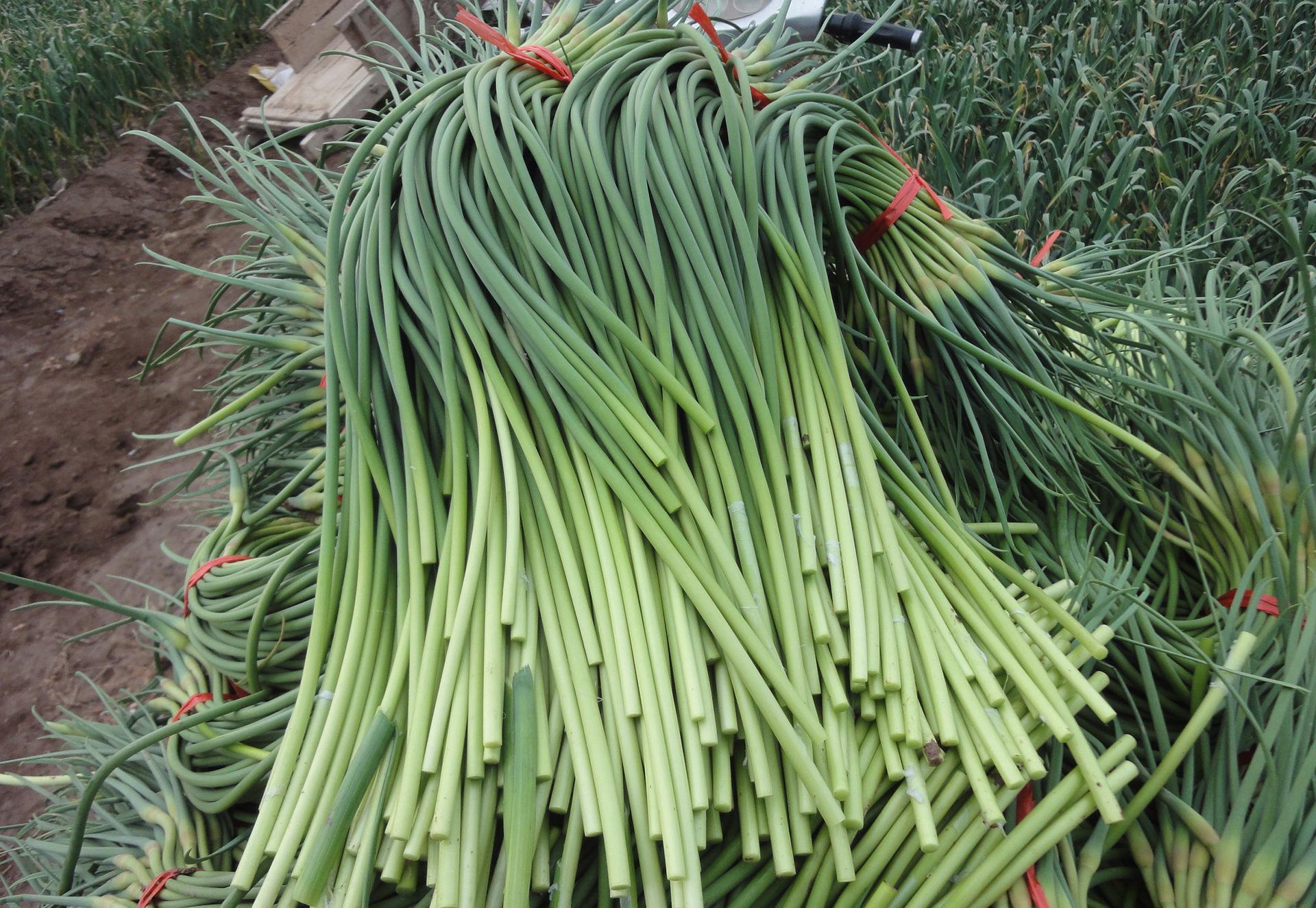 金乡蒜苔最新行情，价格动态与变化中的力量与自信滋养