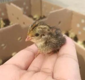 揭秘芦丁鸡蛋价格，全方位解读市场行情