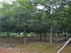 朴树价格，背景、价值与时代地位的探究