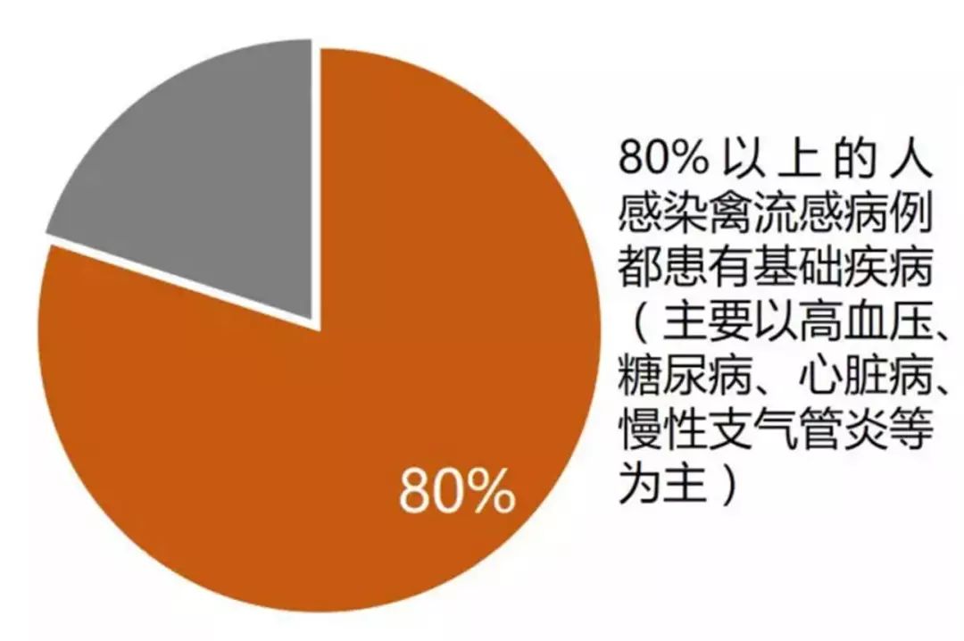 广东禽流感最新动态更新，疫情概况与防控措施进展