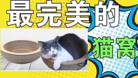 CFA猫咪比赛，自信、成长与猫咪的魔法时刻之旅