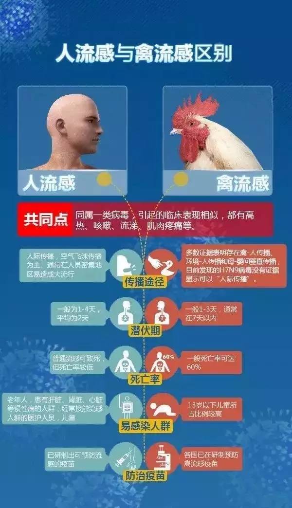 H5N6禽流感最新动态及小巷深处的特色小店揭秘