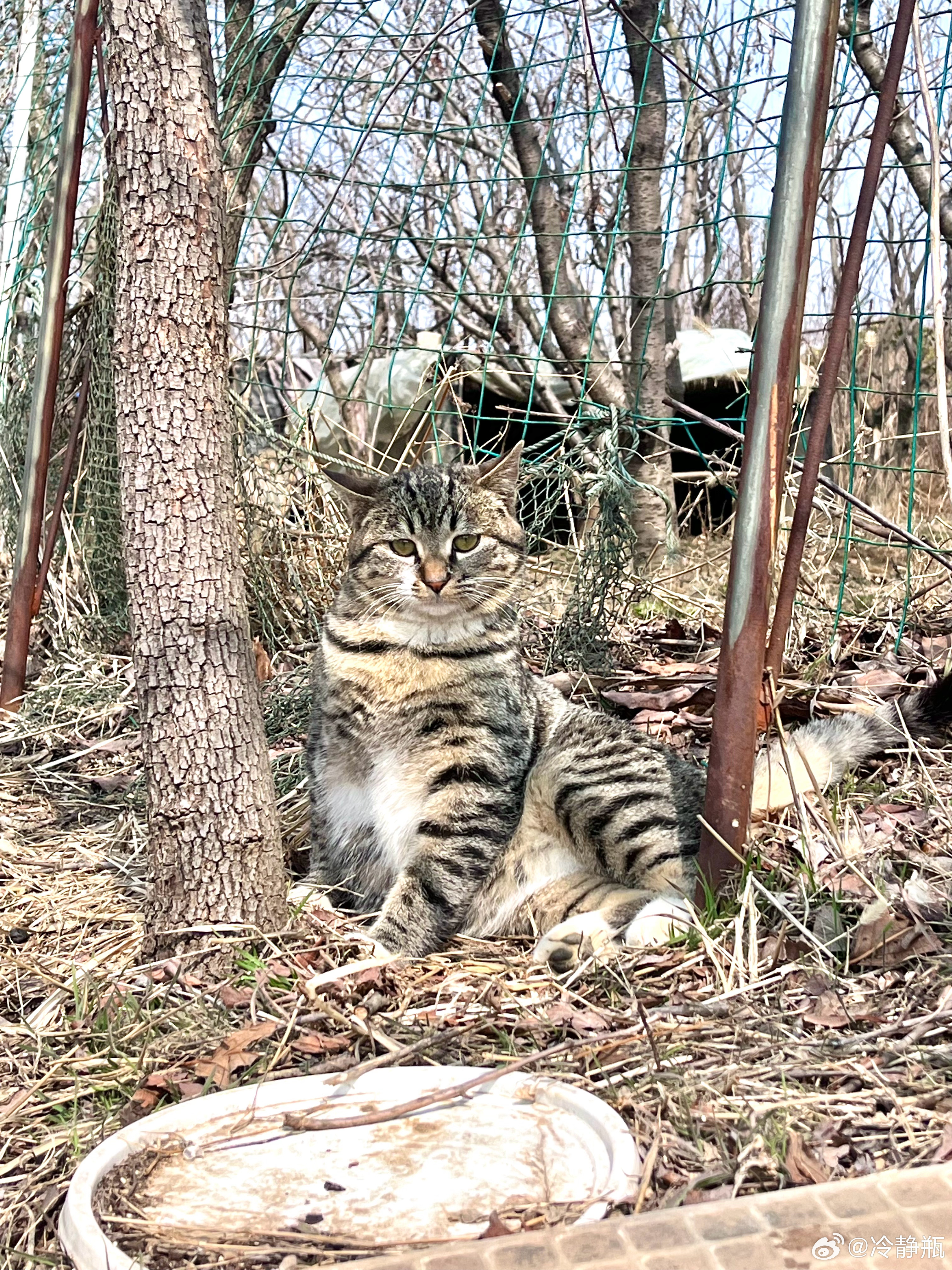 野猫网首页更新揭秘，探索小巷独特风味，带你发现隐藏版特色小店