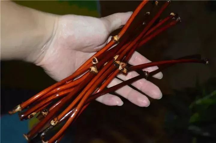 鸡血藤价格全面指南