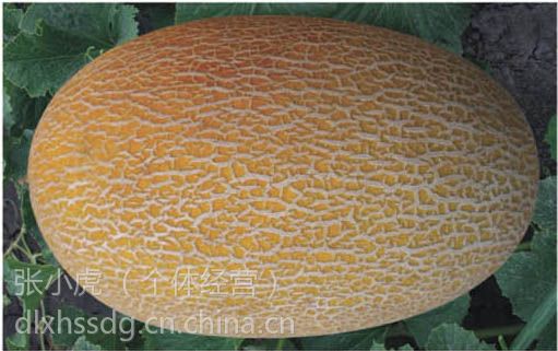哈密瓜价格查询，季节美食的投资与价值分析