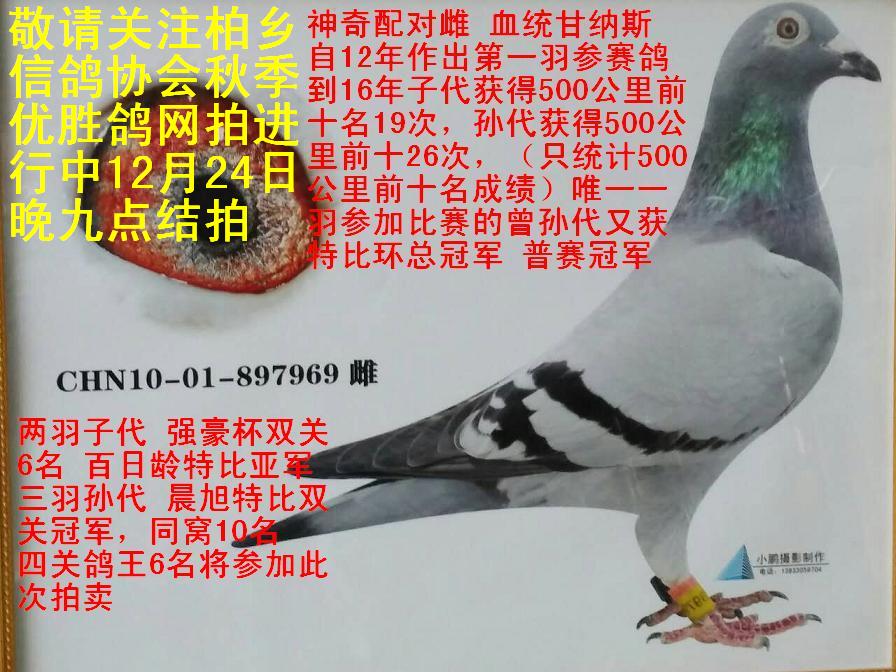 柏乡信鸽协会最新通告及其观点论述摘要