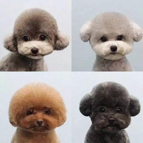 最新比特犬品种全面指南，最新品种介绍与指南