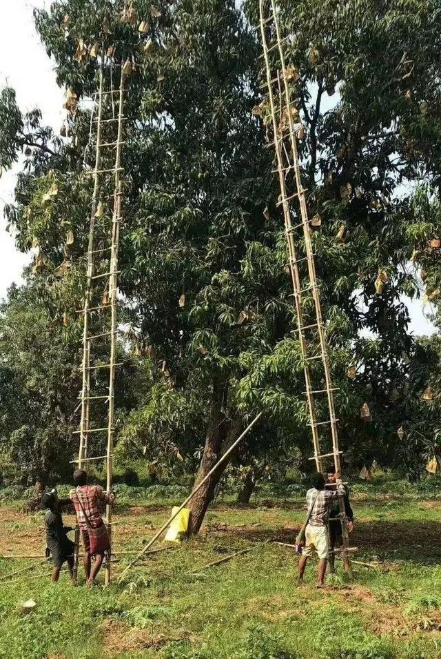 缅甸圣德龙芒果价格探究，热带水果市场的魅力揭秘
