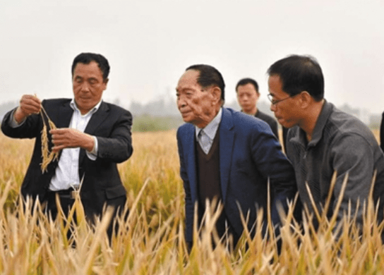 袁隆平最新科研成果引领农业绿色革命新篇章