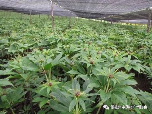 今日重楼价格